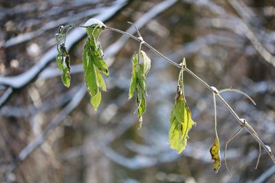 Close-up of plant growing outdoors