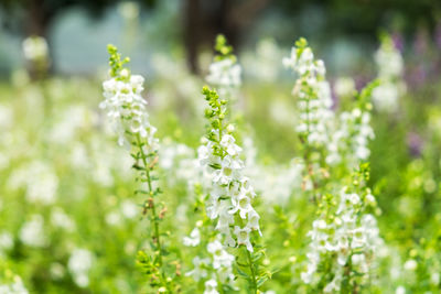 Close-up of purple flowering plants on field