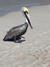 Side view of bird on beach