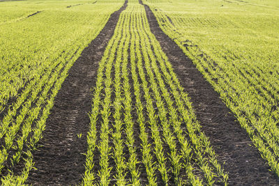 Scenic view of agricultural field