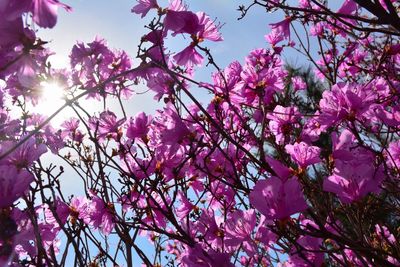 Low angle view of pink flowers