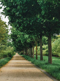 Empty road amidst trees