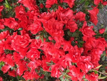 Full frame shot of red flowers
