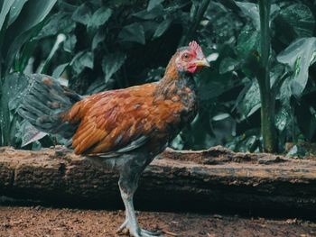 Close-up side view of a bird on land