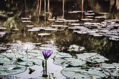 View of water lilies in lake