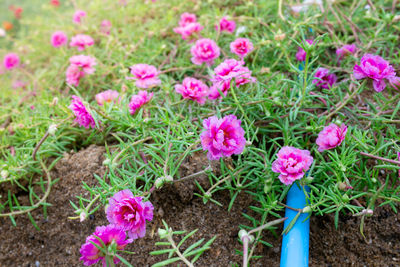 Close-up of pink flowers on field