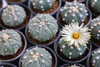 Full frame shot of succulent plant