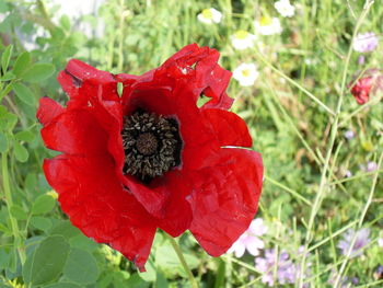 Close-up of red poppy flower