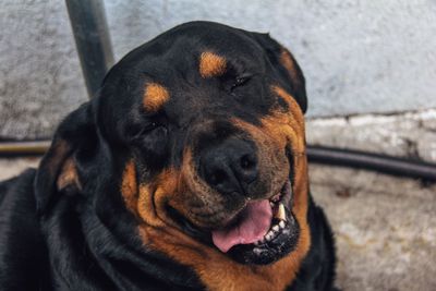 Close-up portrait of dog