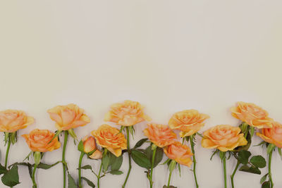 Close-up of flowering plants against white background