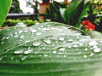 Close-up of water drops on leaf