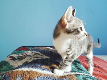 Cat standing on bed at home