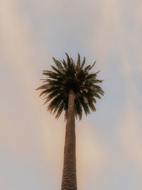 Low angle view of palm tree against sky