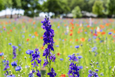 Close-up of purple flowering plants on field