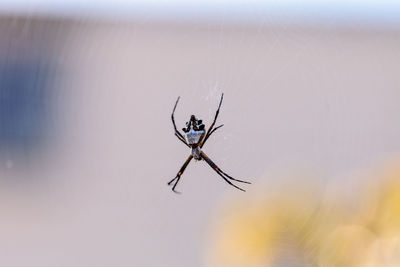 Close-up of spider on web