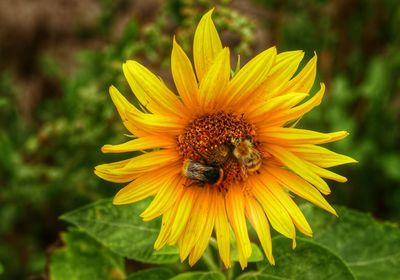 Bee pollinating flower