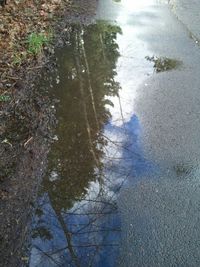 Reflection of trees in puddle