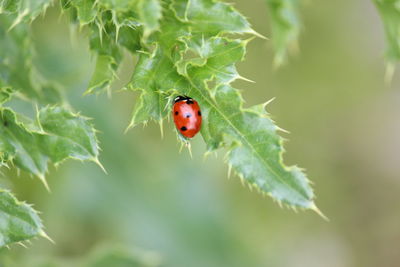 Close-up of ladybug on leaf