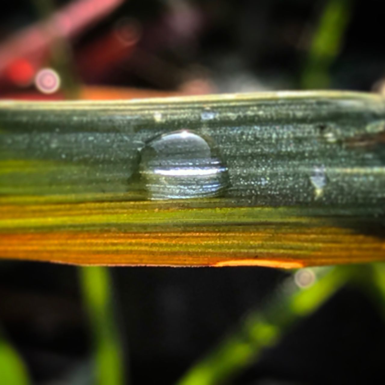 close-up, no people, purity, water, outdoors, freshness, day, nature