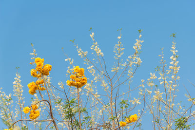 Low angle view of flowering plant against blue sky