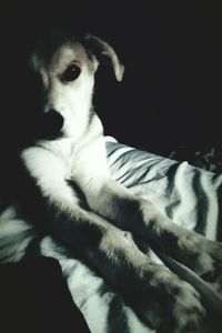 Close-up of dog against black background