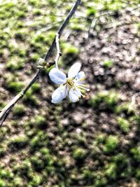Close-up of butterfly on flower blooming outdoors