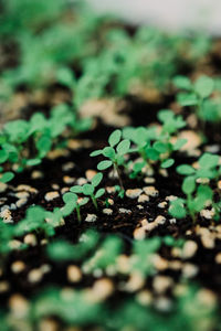 Close-up of small plant growing on field