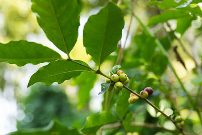 Coffee beans on the bush at plantation