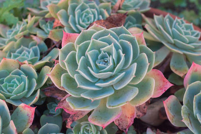 Close-up of succulent plant