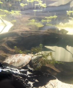 Close-up of turtle swimming in aquarium