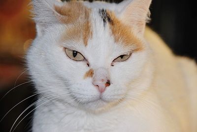 Close-up portrait of a cat