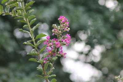 Close-up of pink flowering plant