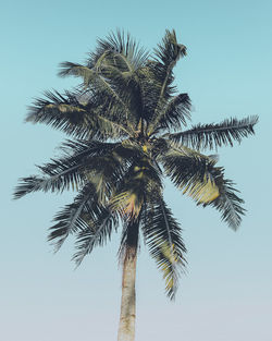 Low angle view of palm tree against clear sky