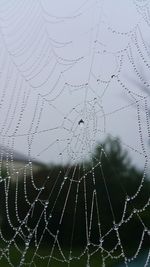 Close-up of spider web against blurred background