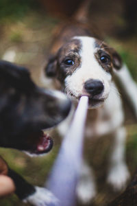 Close-up portrait of dog