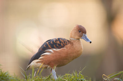 Close-up of a bird