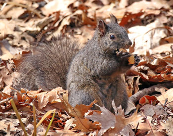 Close-up of squirrel on leaves covered field during autumn