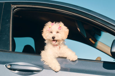 A side view of a happy french poodle mini puppy dog with hair clips looking out of a car window