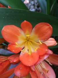 Close-up of day lily blooming outdoors