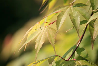 Close-up of insect on plant