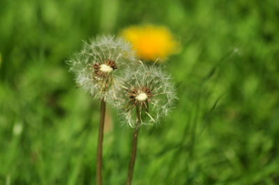 Close-up of dandelion