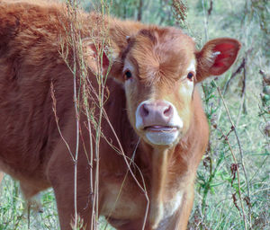 Portrait of cow on field