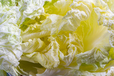 Full frame shot of yellow flowering plant