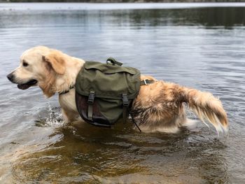 Golden retriever playing on the beach with his knapsack 