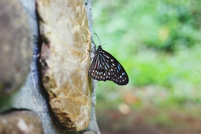 Close-up of butterfly