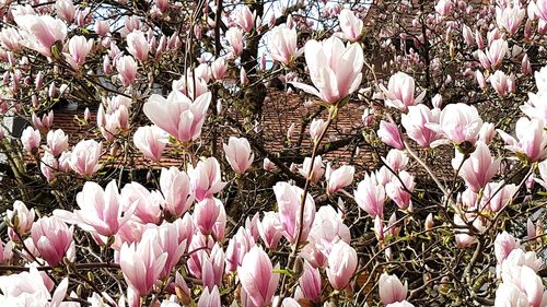 Close-up of pink flowers on field