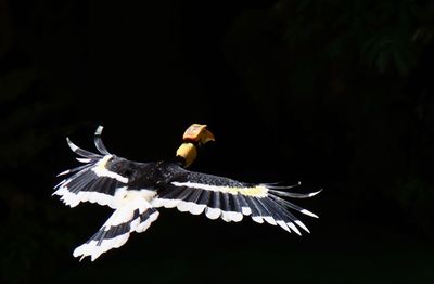 Close-up of eagle flying against black background