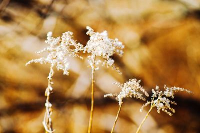 Close-up of frozen flower tree