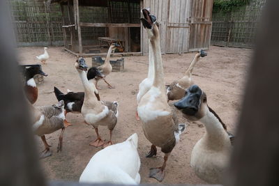 Ducks on a field