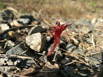 Close-up of red flower on field